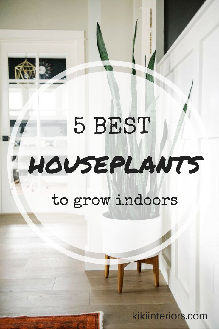 5-best-houseplants-grow-indoors