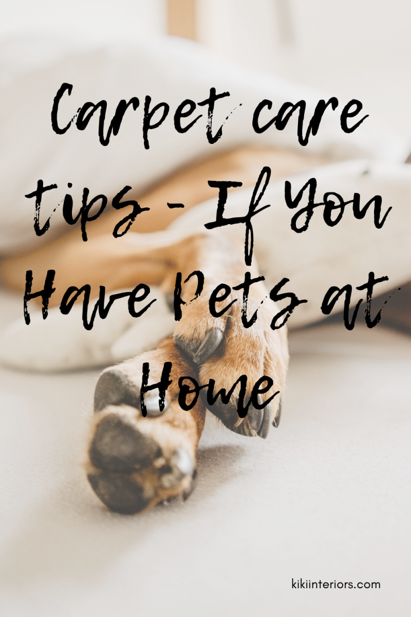 carpet-care-tips-if-you-have-pets-at-home