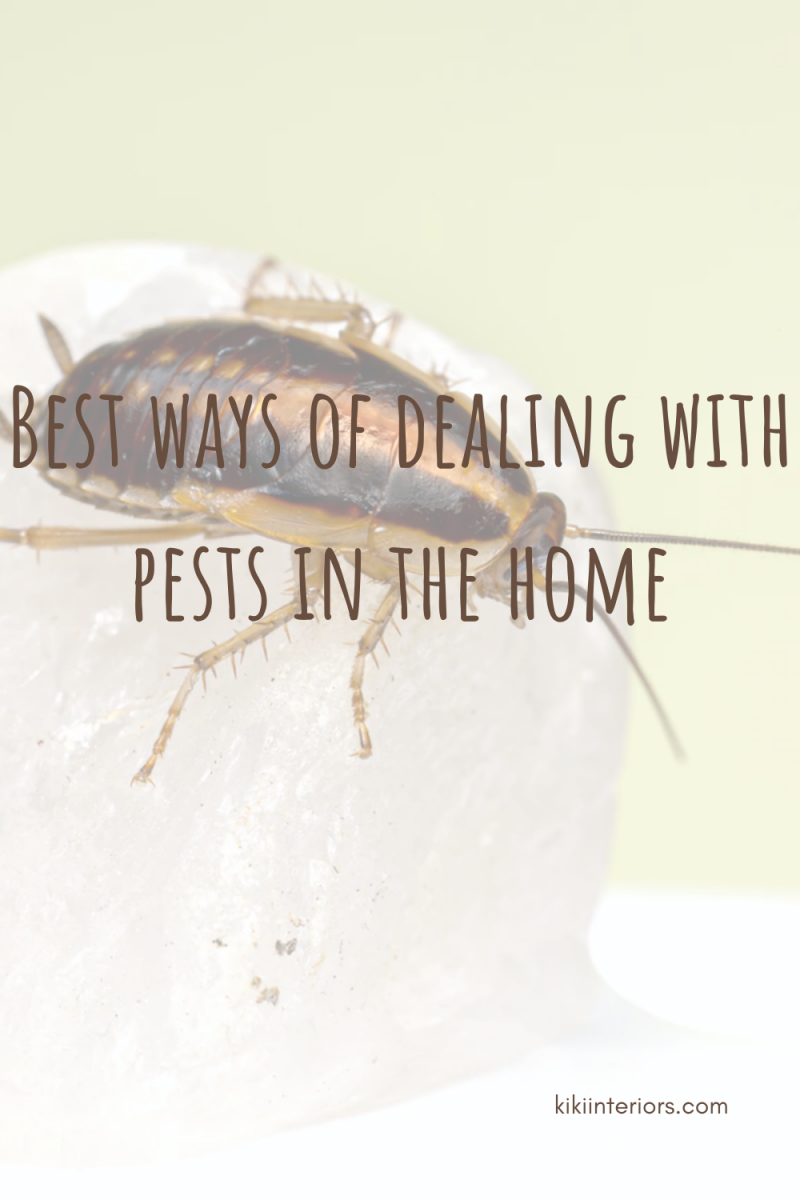 best-ways-of-dealing-with-pests-in-the-home