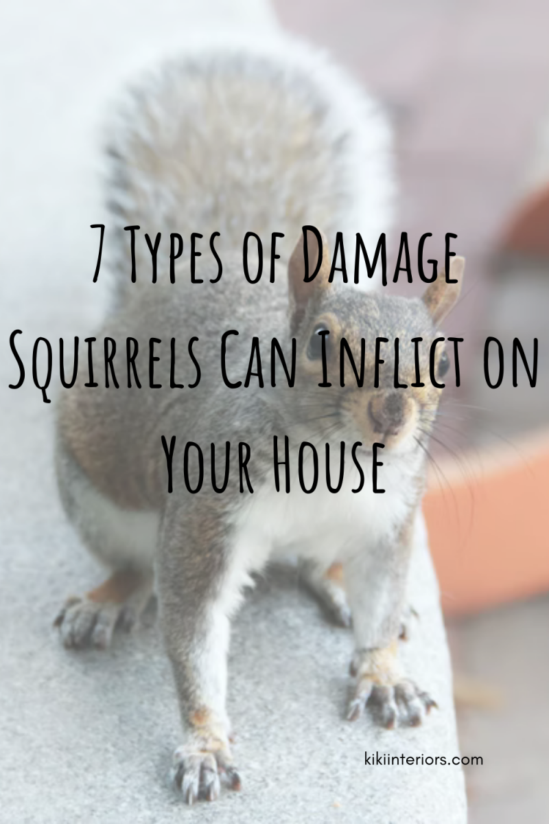 7-types-of-damage-squirrels-can-inflict-on-your-house