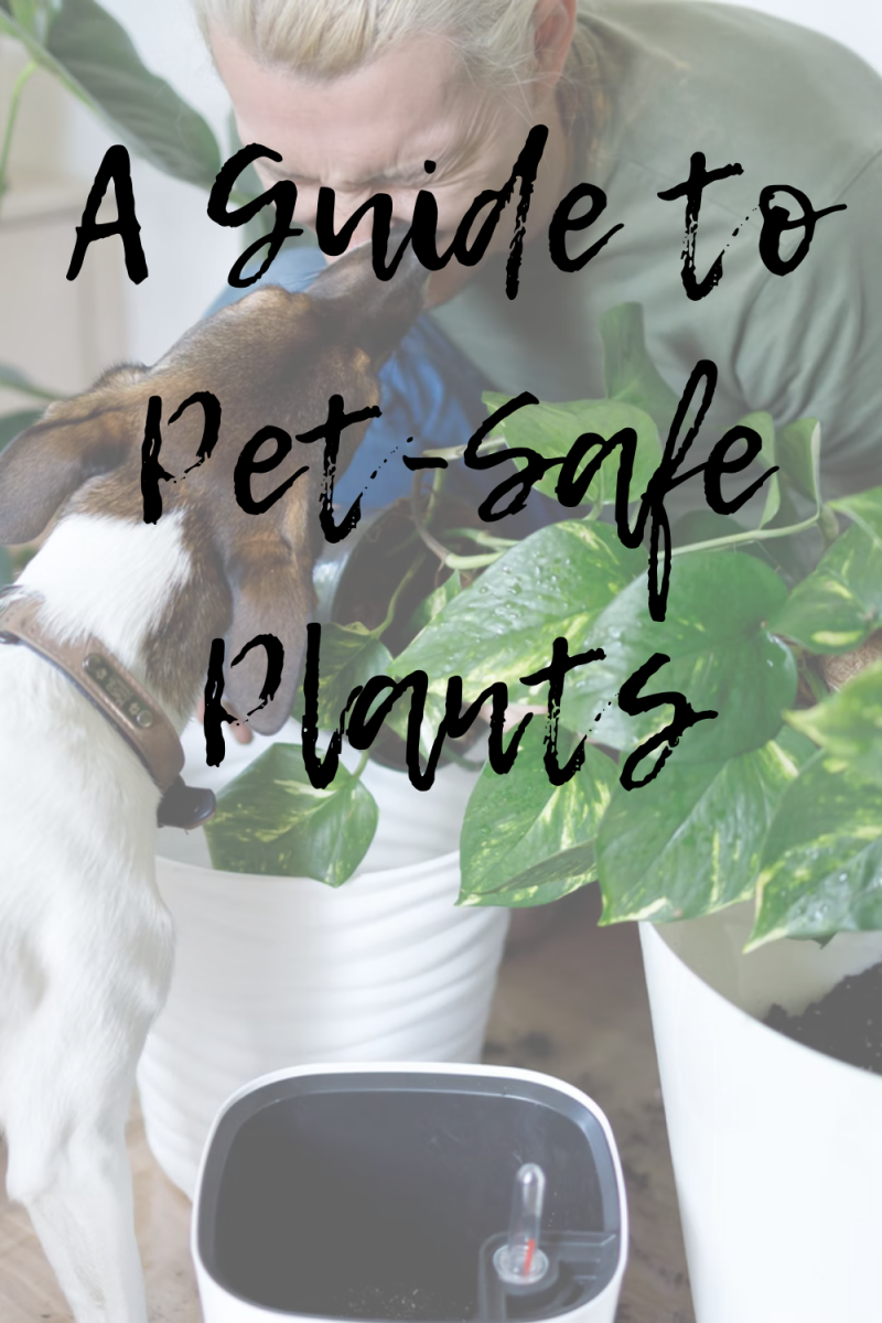 a-guide-to-pet-safe-plants