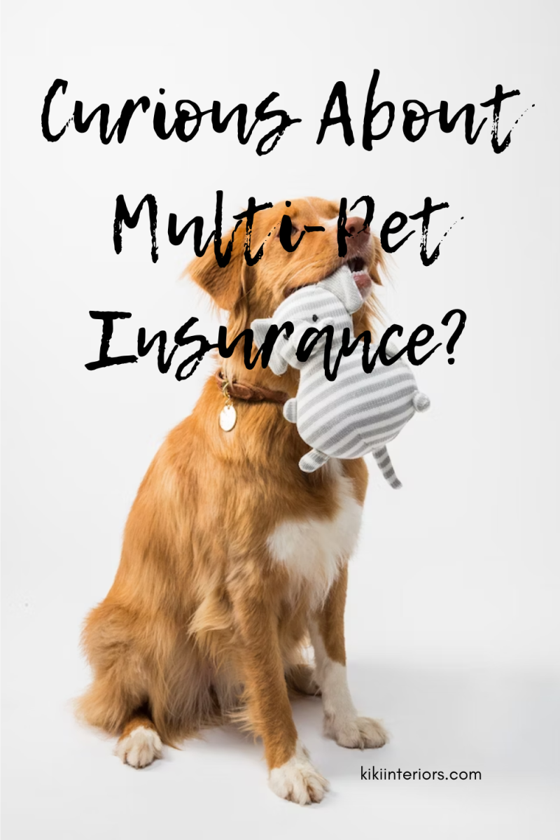 curious-about-multi-pet-insurance